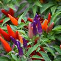 Red, orange and purple peppers rise from green foliage.