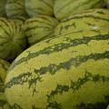 closeup of watermelons