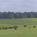 Cows graze in a field.