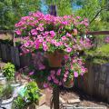 A hanging basket is covered with pink blooms.
