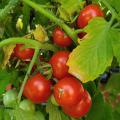 Small, red tomatoes hang in a cluster on a vine.