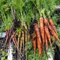 Dirt covers three colors of freshly picked carrots.