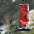 One hummingbird hovers near a red hanging feeder while a second perches on it.