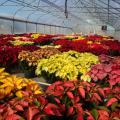 A greenhouse is full of poinsettias in a variety of red, yellow, orange and pink colors.