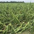  Corn plants snapped by hail and wind damage