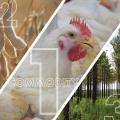 A three-panel photo illustration showing soybeans in the first panel, a chicken in the middle one and trees in the right panel.