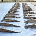 Two rows of deceased hammerhead baby sharks on top of a tarp