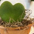 A leaf shaped like a heart grows in a pot.