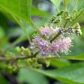 Delicate, pink flowers and tiny, green berries line a branch.