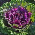 A kale plant has purple leaves surrounded by green leaves.
