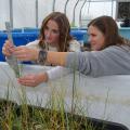 Two people use a ruler to measure plant height.