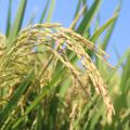 Rice kernels are seen on plants in a field.