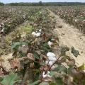 Dry cotton plants grow in rows in a field.