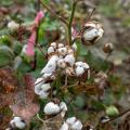 Wet cotton plant with open bolls.