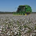 A piece of green farm machinery moves through a field of white cotton.