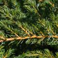 A yellow branch is lined with green needles.