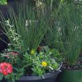 Grassy plants grow in a container with flowers.