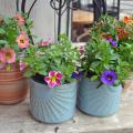Four containers hold small, blooming plants.