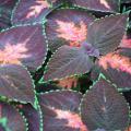 Dark leaves with pink centers are edged in bright green.