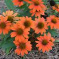 Orange flowers with dark centers bloom on a small plant.