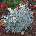 A silvery plant has fern-like leaves.