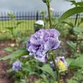 A purple flower blooms on a stem.