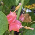 A plant has small, pink blooms.