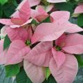 A poinsettia has light pink leaves.