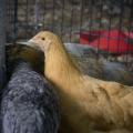 Chickens stand at a feeder in a coop.