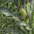 Ears of corn with tassels grow on green stalks.