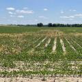 A row crop field has patches of brown weeds.