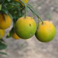 Two partially green citrus fruits hang on a tree.