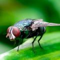 A fly has red eyes and a dark body.