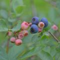 A closeup of blueberries on the bush.