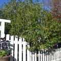 A tree grows above a white fence.