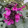 Pink flowers bloom on dark-green foliage.