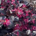 Bright pink flowers bloom against deep purple leaves.