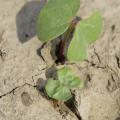 Good planting weather in mid-May is allowing Mississippi cotton growers to get the crop planted quickly. This seedling cotton was growing on a Leflore County farm May 19, 2016. (Photo by MSU Extension Service/Kevin Hudson)