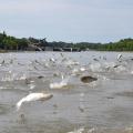 Silver carps jump above the water's surface on the Mississippi River. The presence of silver carp, a type of Asian carp, in rivers and streams reduces the number of quality-sized native fish because they compete against each other for food. (Photo courtesy of Asian Carp Regional Coordinating Committee)