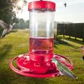 Hummingbird feeders attract tiny migrating visitors to Mississippi yards, but anyone who is not willing to keep fresh feed in a frequently cleaned container should consider planting a hummingbird garden instead. (MSU Extension Service file photo)