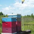 Mississippi beekeepers can post a "Bee Aware" flag, such as this one flying in a bee yard in Monroe County, Mississippi, to raise awareness of pollinators in the area. (Photo by MSU Extension Service/Reid Nevins)