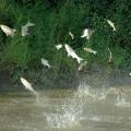 Asian carp pose a significant threat to the safety of anglers and recreational boaters. Noise from outboard motors stimulates schools of silver carp, causing them to jump out of the water. When this happens, boaters can find themselves traveling at high speed through a flying swarm of silver carp. (Submitted photo)