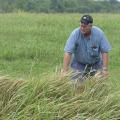 Cogongrass is a hardy, fast-growing invasive weed that is spreading across the Southeast. Mississippi State University Extension Service weed scientist John Byrd said it has no value as forage and displaces native ecosystems. (Photo by MSU Ag Communications/Kevin Hudson)