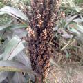 This grain sorghum plant in a Mississippi State University plot at the Delta Research and Extension Center in Stoneville, Mississippi, on Aug. 28, 2015, shows damage from extremely high populations of sugarcane aphids with no treatments applied. (File photo by MSU Delta Research and Extension Center/Jeff Gore)