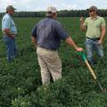 Mississippi State University researcher Jason Sarver, right, examines the condition of peanuts in a Leflore County, Mississippi, field on Sept. 10, 2015. With him, from left, is consultant Bruce Pittman and grower Justin Jeffcoat. (Photo by MSU Extension Service/Chad Abbott)