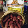 More than 100 sweet potato growers in Mississippi planted 23,200 acres of the crop this year. That is second only to North Carolina in the U.S. by acreage. (Photo by MSU Extension, Kevin Hudson)