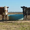 Cattle at the Henry H. Leveck Animal Research Center at Mississippi State University benefit from a concrete pad under the water trough in their pasture on Jan. 28, 2016. Concrete pads can reduce muddy conditions cattle endure during each Mississippi winter. (Photo by MSU Extension Service/Linda Breazeale)