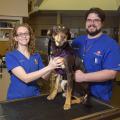 Mississippi State University College of Veterinary Medicine graduates Brittany Storey and David Eldridge are both pursuing careers as veterinary medical technicians in Memphis, Tennessee. (Photo by MSU Extension/Kevin Hudson)