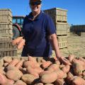 The best way to get Jan Cook Houston off her tractor may be to start taking pictures of small or scuffed sweet potatoes destined for processing instead of the large, blemish-free No. 1 grade sweet potatoes. This photo was taken Sept. 20, 2016, in a Vardaman, Mississippi field. (Photo by MSU Extension Service/Linda Breazeale)