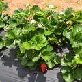 These Merced variety strawberries growing at the Mississippi State University Truck Crops Branch Experiment Station in Crystal Springs looked good on April 21, 2016, despite rainy spring weather that has increased disease pressure on most of Mississippi’s crop. Researchers at the station are conducting a strawberry variety trial to help Mississippi producers choose the best performing varieties for the state. (Photo by MSU Extension Service/Susan Collins-Smith)